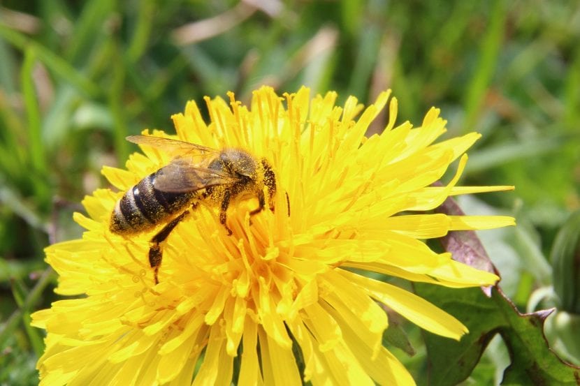Bi som pollinerer en blomst
