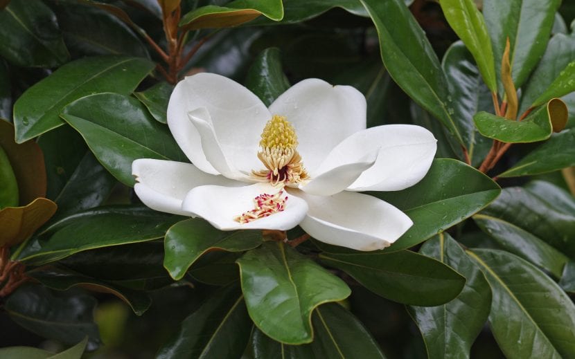 Magnolia, et tre som blomstrer flere ganger