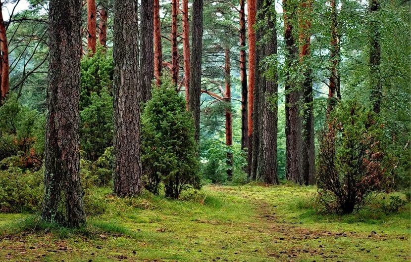 Temperert klima skog