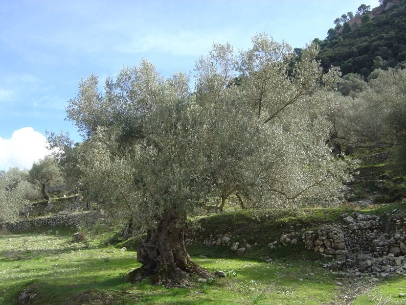 Centennial oliventre på Mallorca