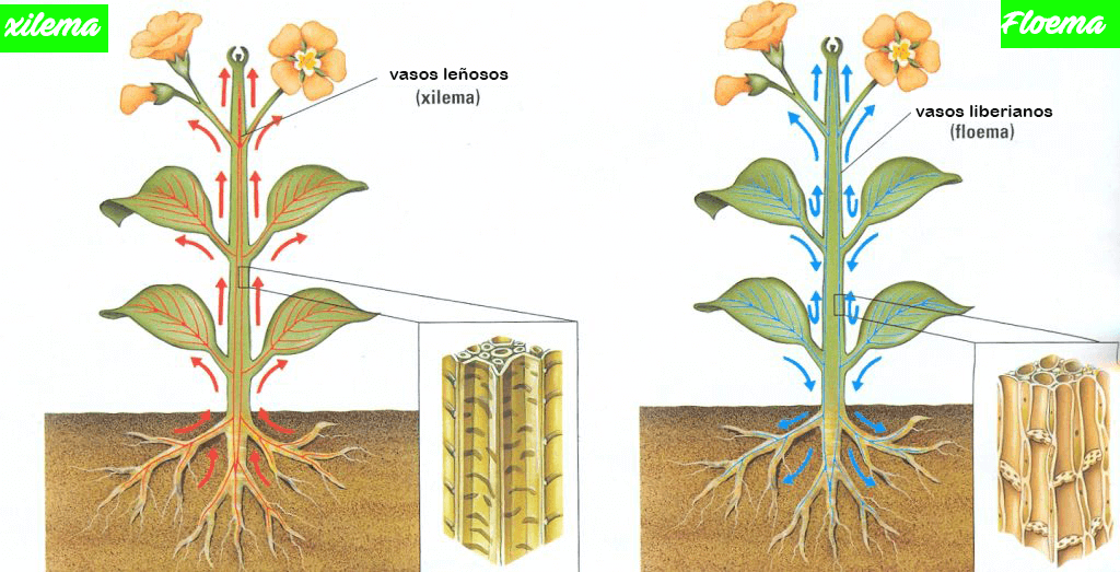 Xylem og phloem, to viktige deler av planter