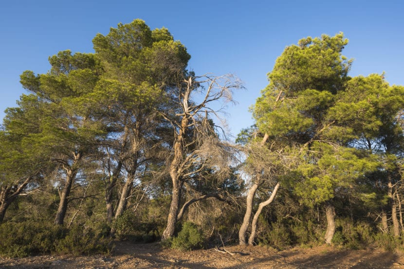 Utsikt over Pinus halepensis