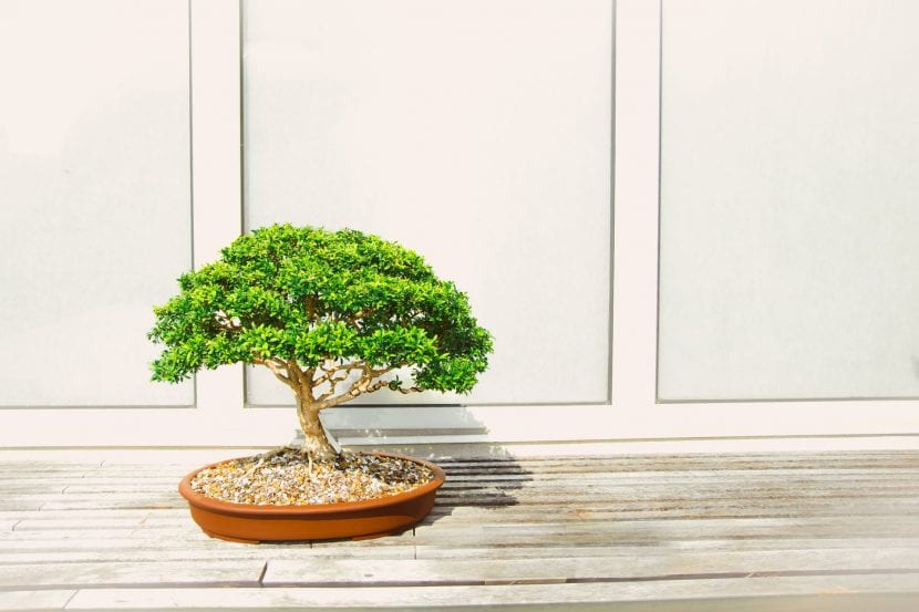 Bonsai er høyt bearbeidede planter