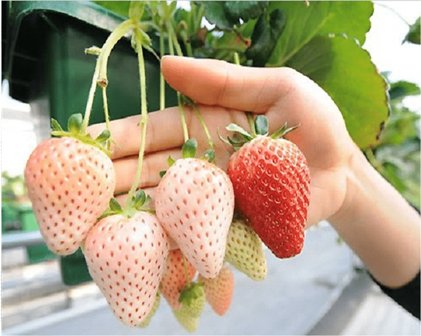 haug med hvite jordbær