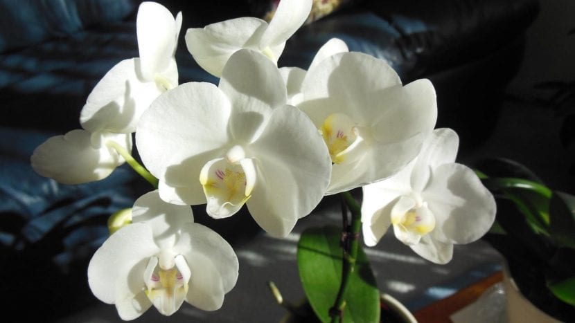 Phalaenopsis-planten produserer blomster som kan være hvite