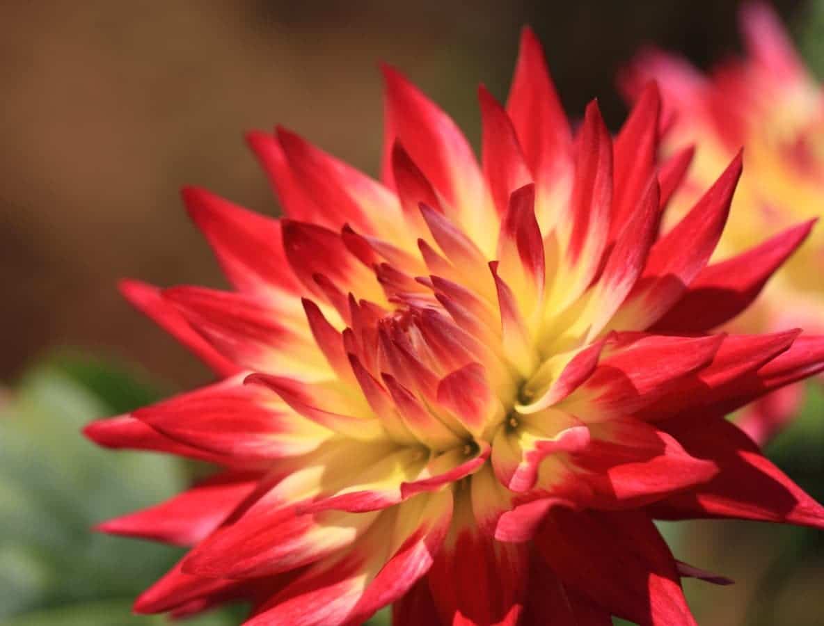 Dahliaen er en blomst som kan ha forskjellige farger