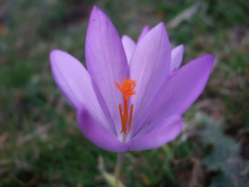 Crocus, en blomst som spirer om vinteren