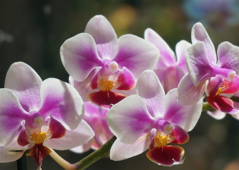 Phalaenopsis orkide blomster