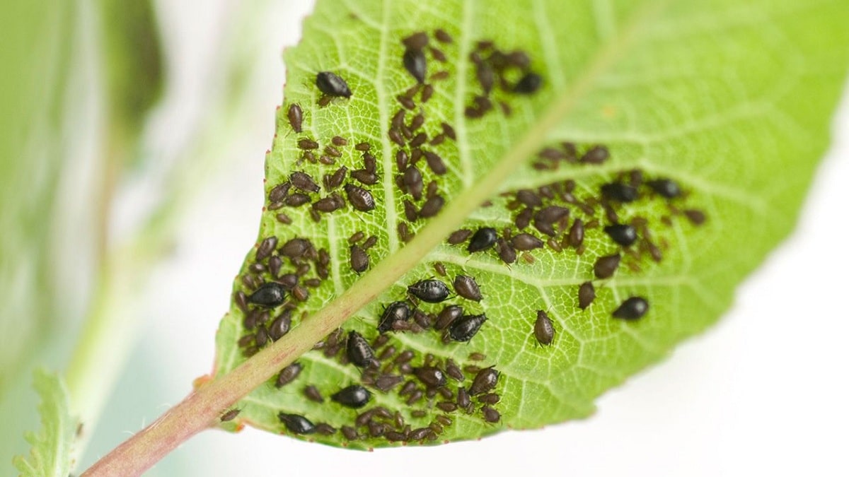 Bladlus angriper planter som ikke har blitt behandlet med nåler