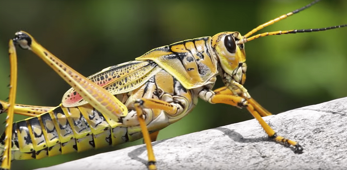 hvordan du fjerner gresshopper fra planter med hjemmemedisiner