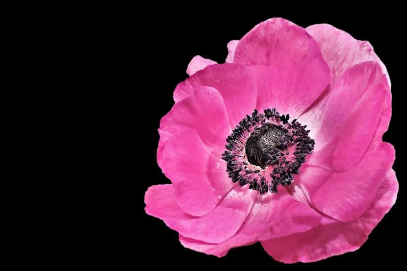 Rosa anemone