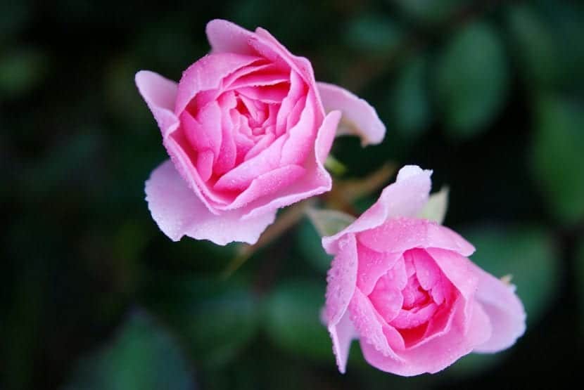 Rose blomster