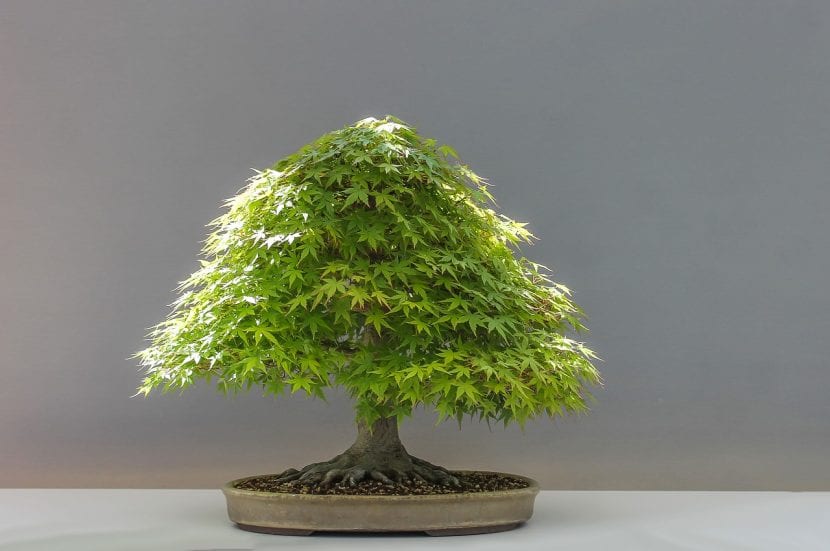 Japansk lønn bonsai