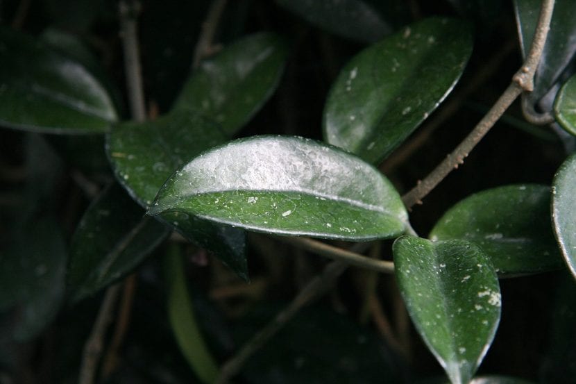 Grønne blader av Hoya carnosa eller voksblomst