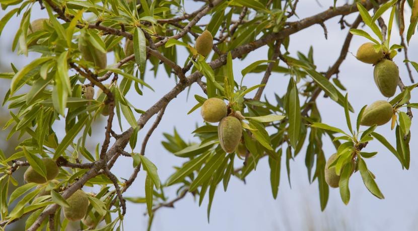 Prunus dulcis, blader og frukt