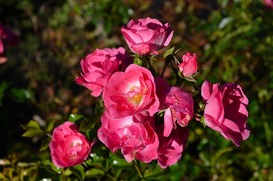 Rosenbusken er en busk som blomstrer nesten hele året