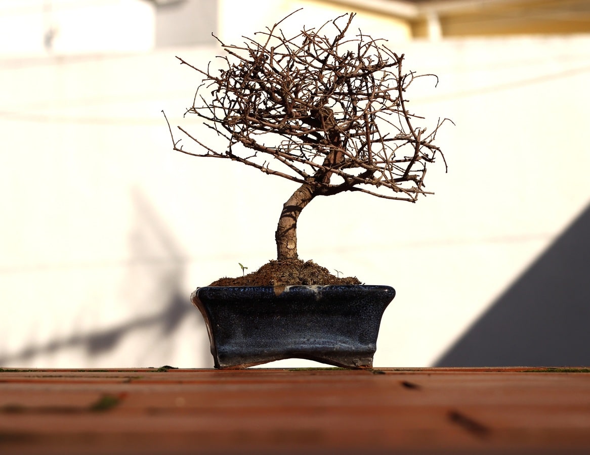 Tørket bonsai kan noen ganger gjenopprettes