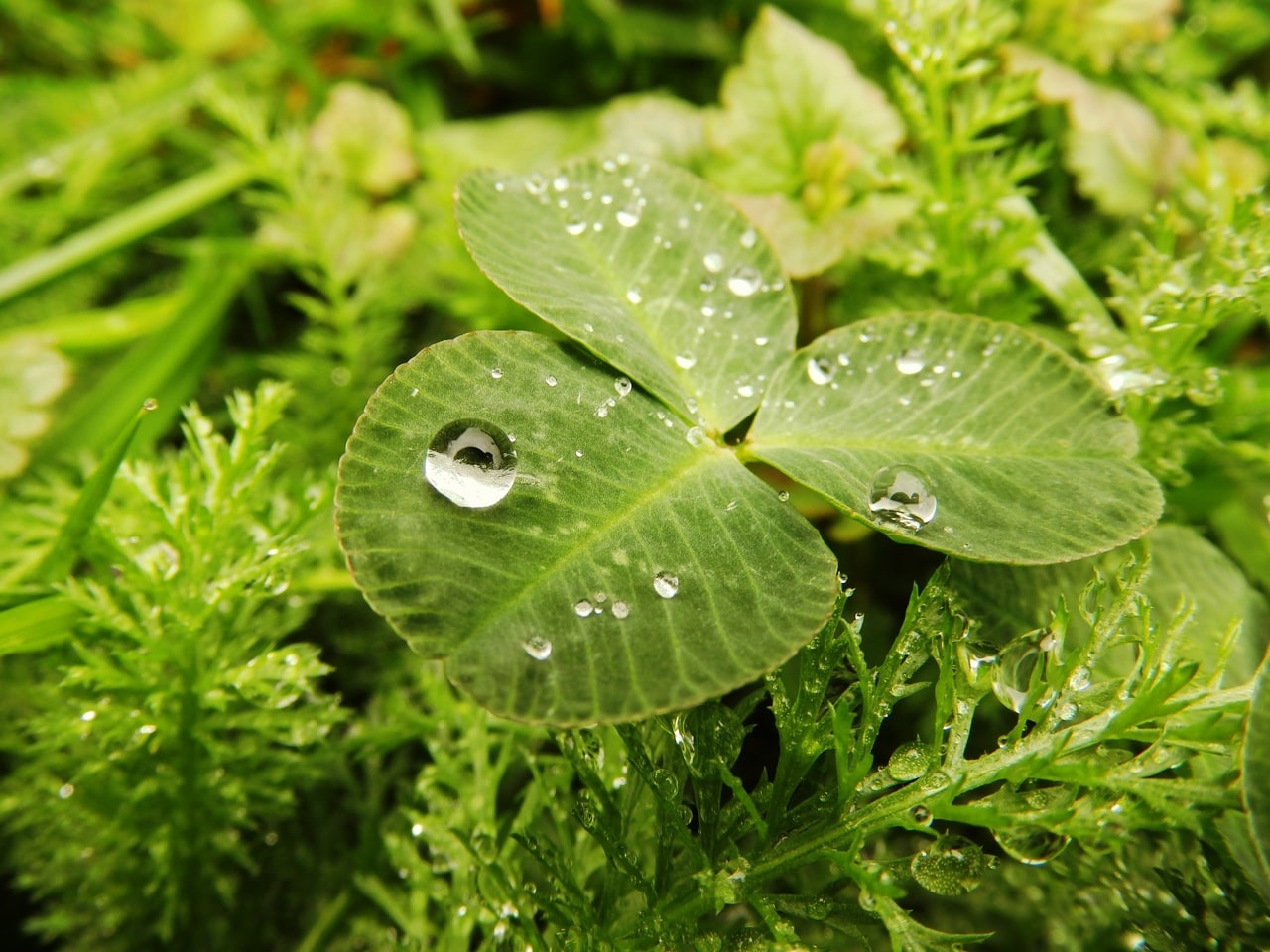 Planter trenger vann, men regn kan forårsake problemer
