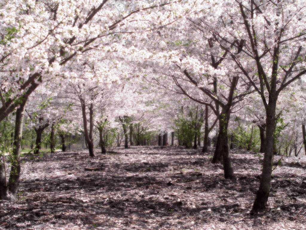 Japanske kirsebærtrær er trær som produserer veldig pene blomster