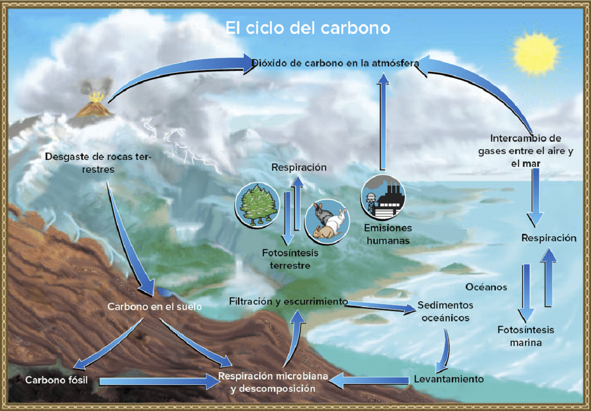 karbon syklus