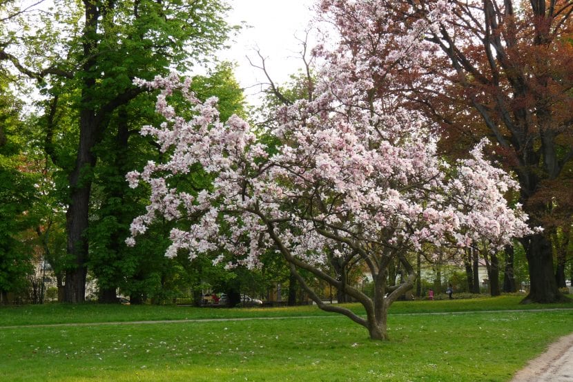 Utsikt over Magnolia soulangeana i en park