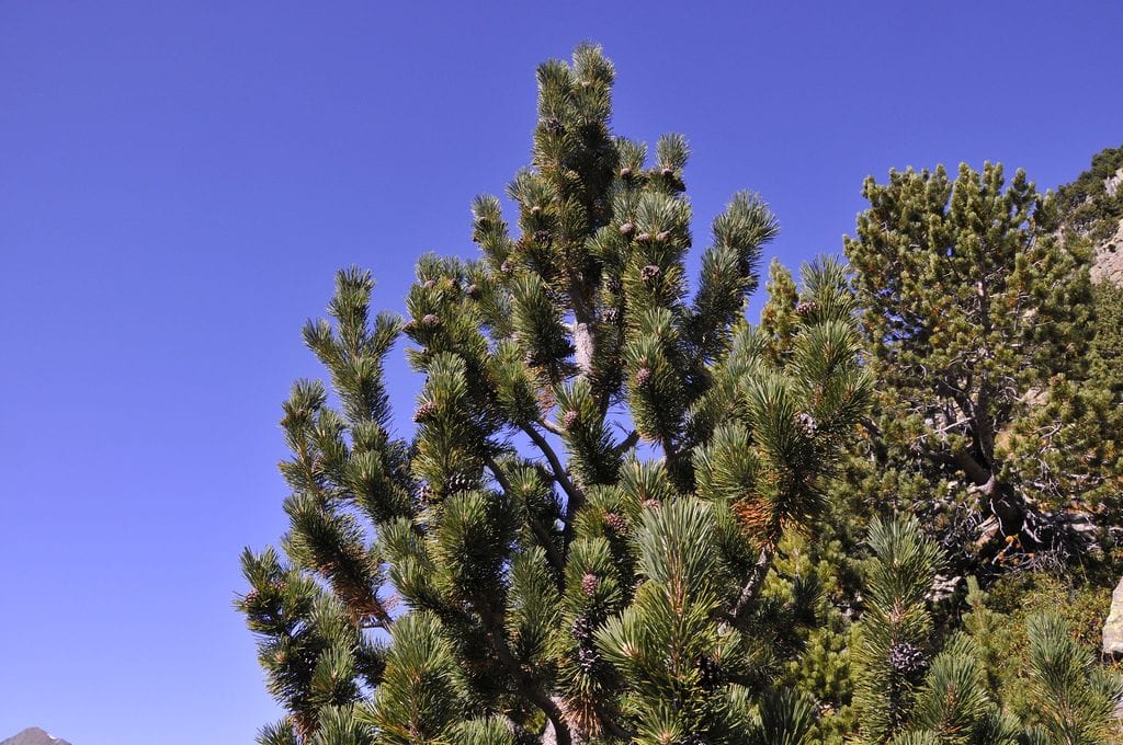 Pinus uncinnata