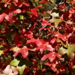 Acer monspessulanum er et tre som blir rødt om høsten