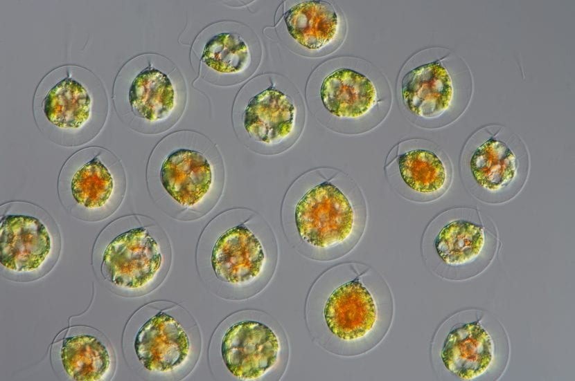Mikroalger sett under mikroskopet