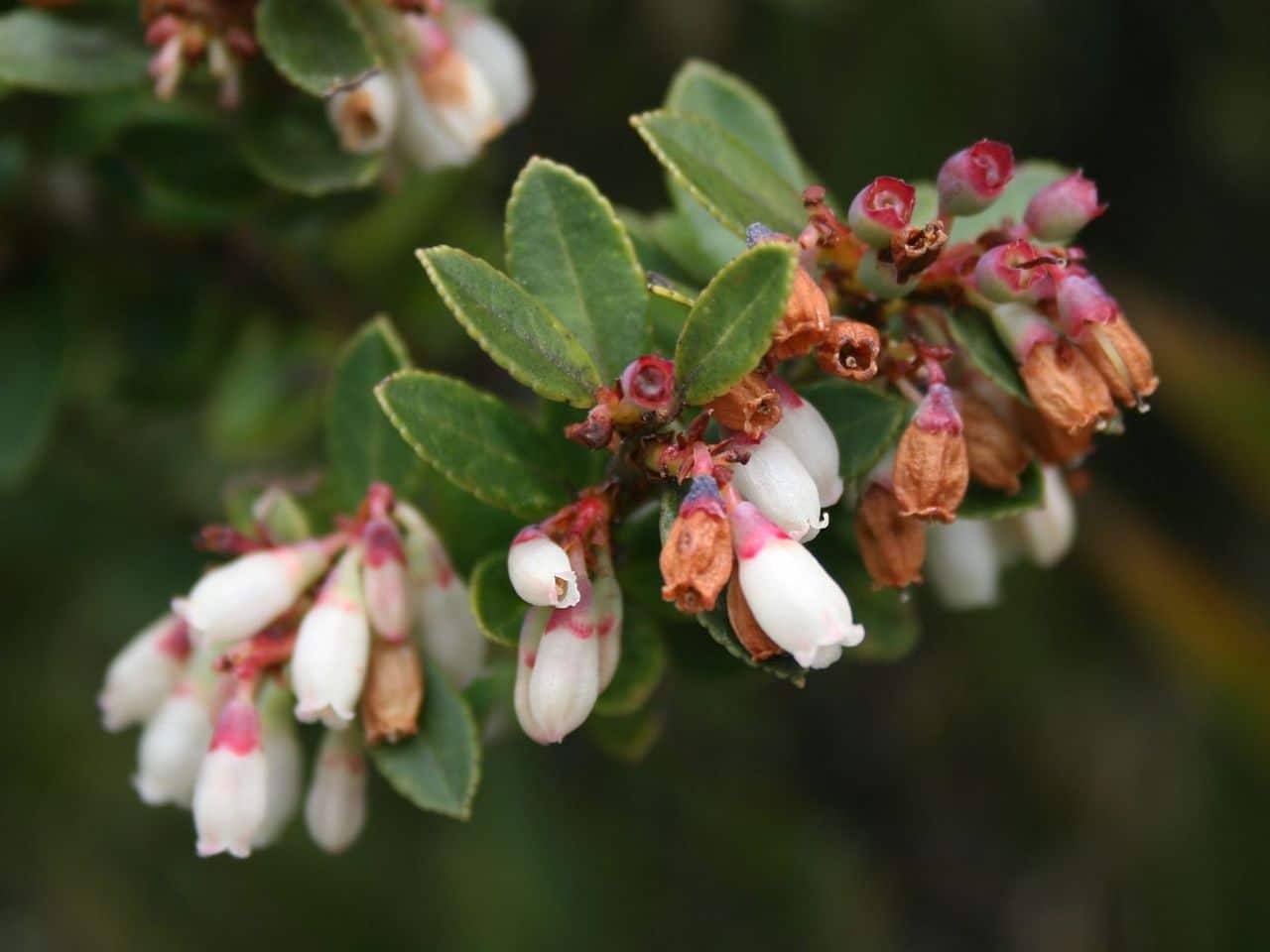 Blåbærblomster er hvite