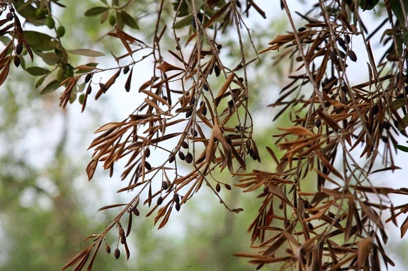 Olivenflue er et av skadedyrene som ofte påvirker denne tretypen