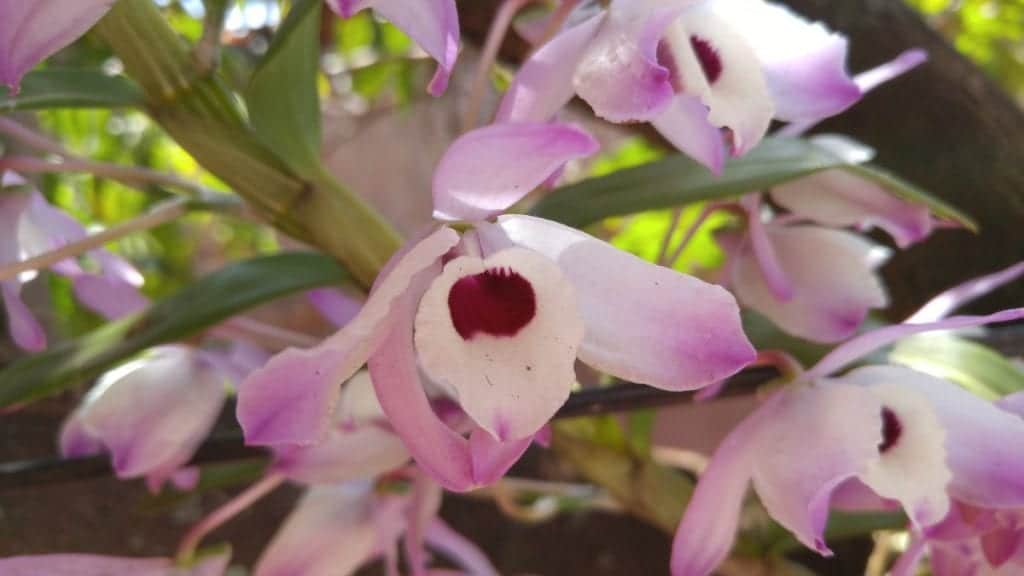 Cattleya er en tropisk orkide