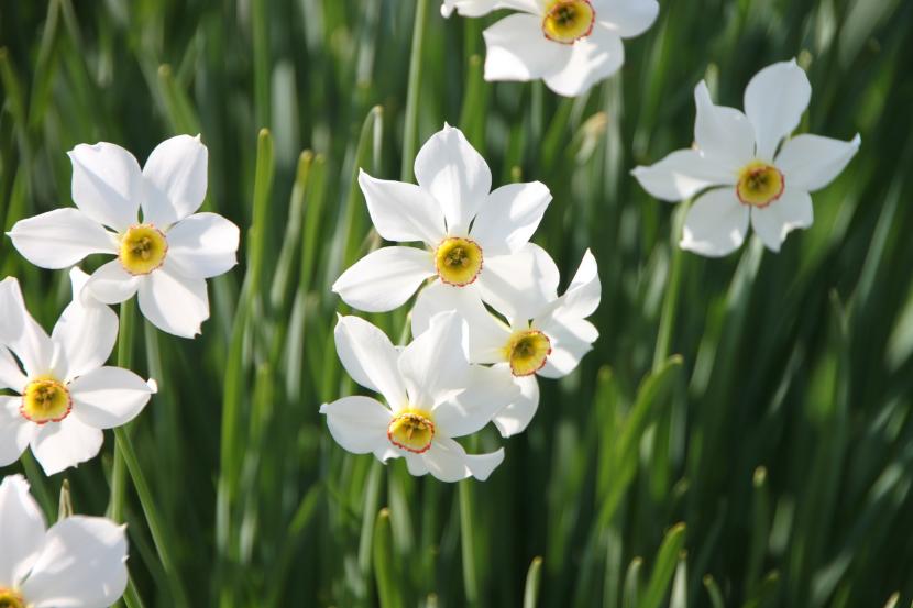 Hvit påskelilje i blomst