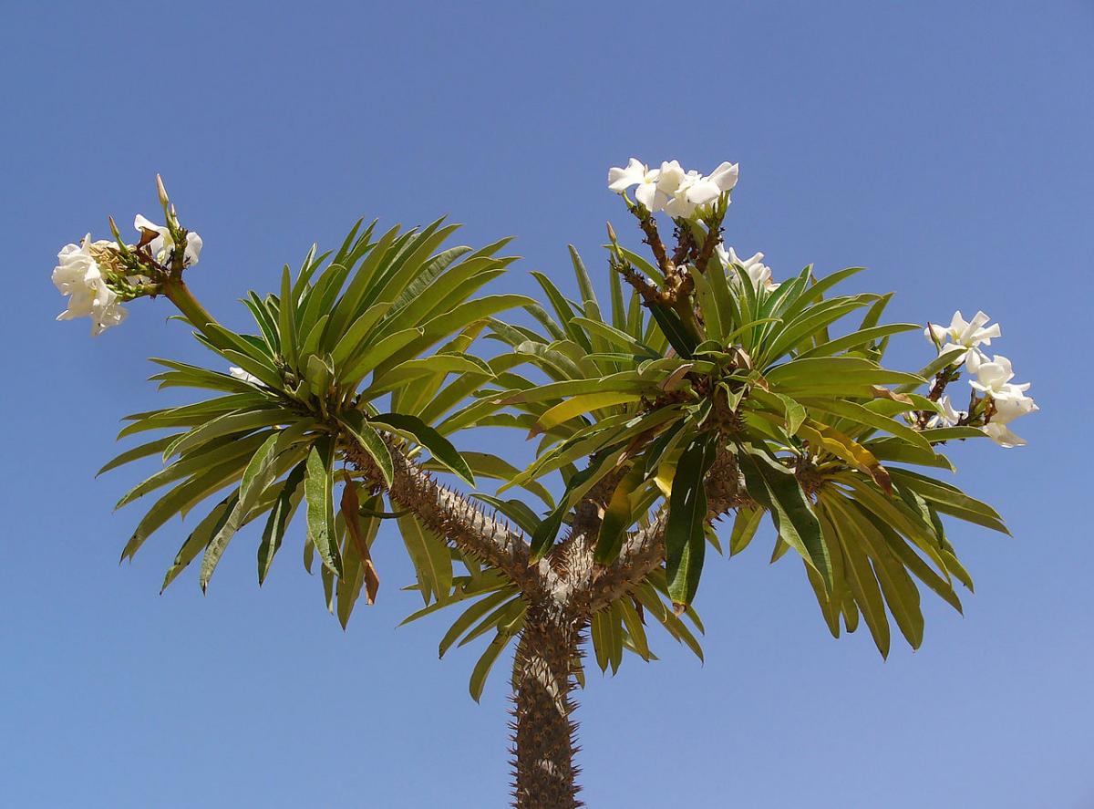 Pachypodium lamerei er en busk plante