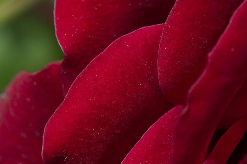 Røde roseblader