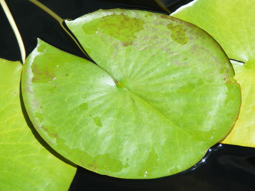 Blå Lotus Leaf