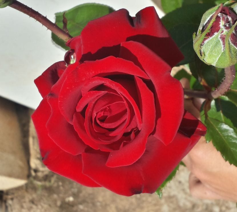 Rød rosebusk