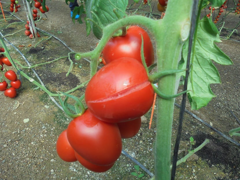 tomatskive
