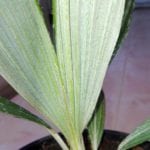 Ceroxylon peruvianum blad