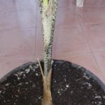 Trunk of Veitchia joannis