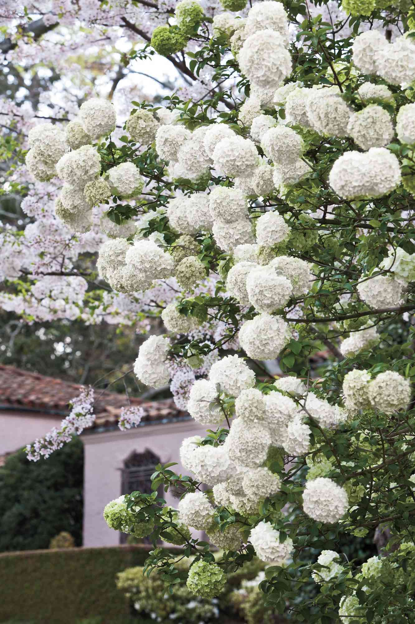 Hvitblomstrende hortensia