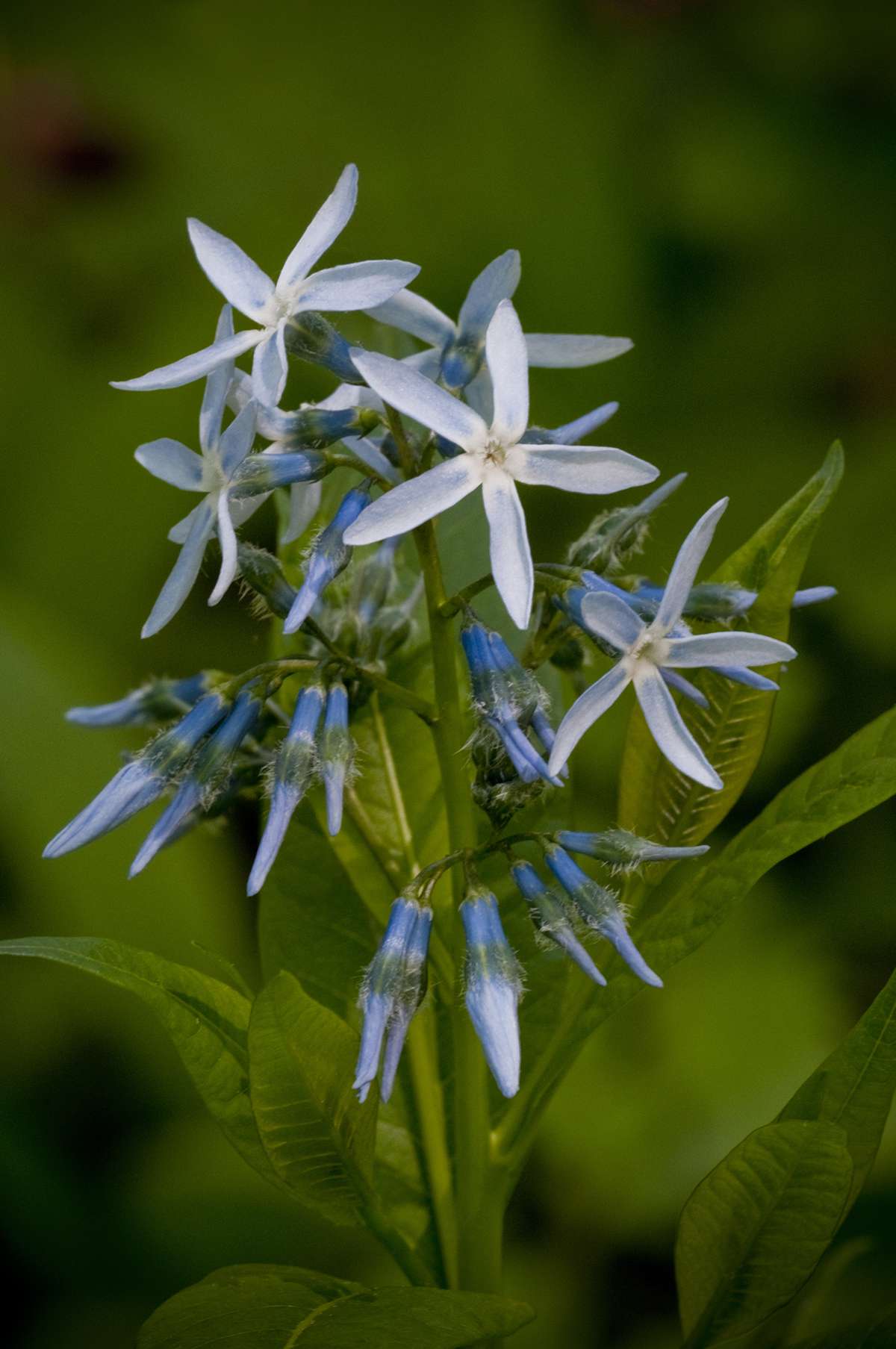 Blue Star (Amsonia tabernaemontana)