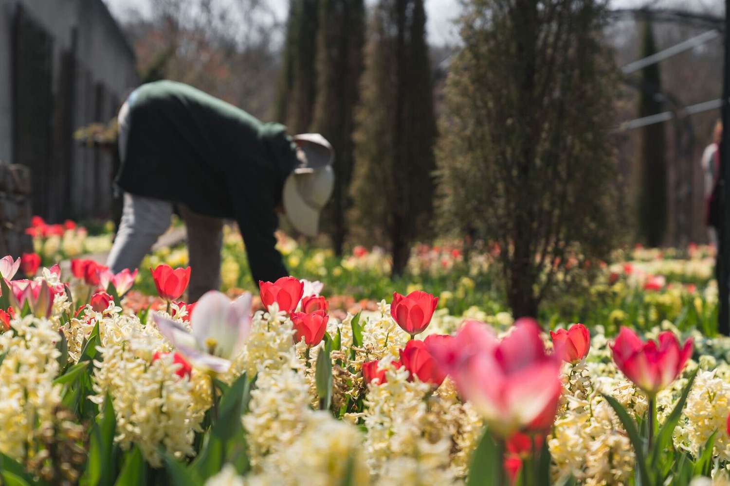 Cheekwood Estate & Gardens Tulipaner