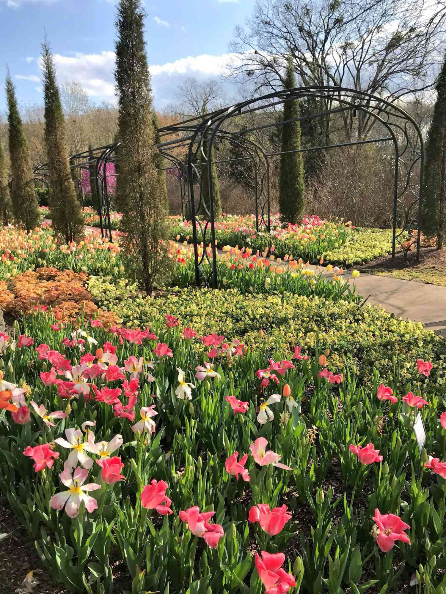 Cheekwood Estate and Gardens Tulipaner langs gangveien