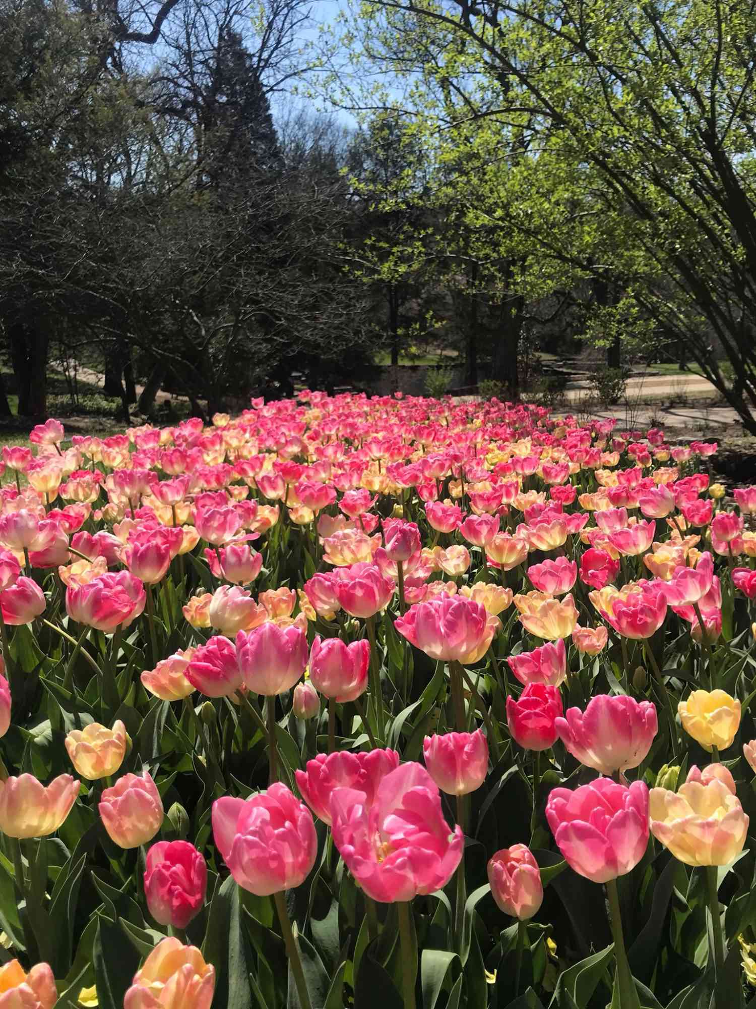 Cheekwood Estate & Gardens Tulipaner