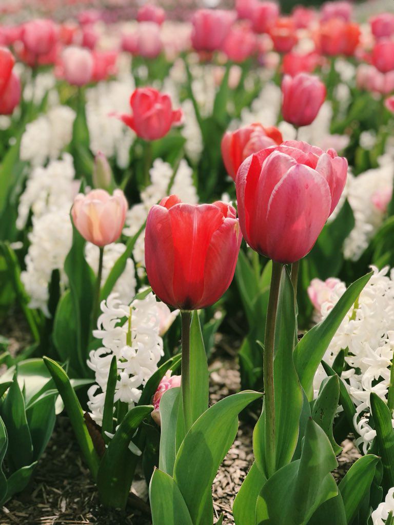 Cheekwood Estate & Gardens Tulipaner og Hyacinth