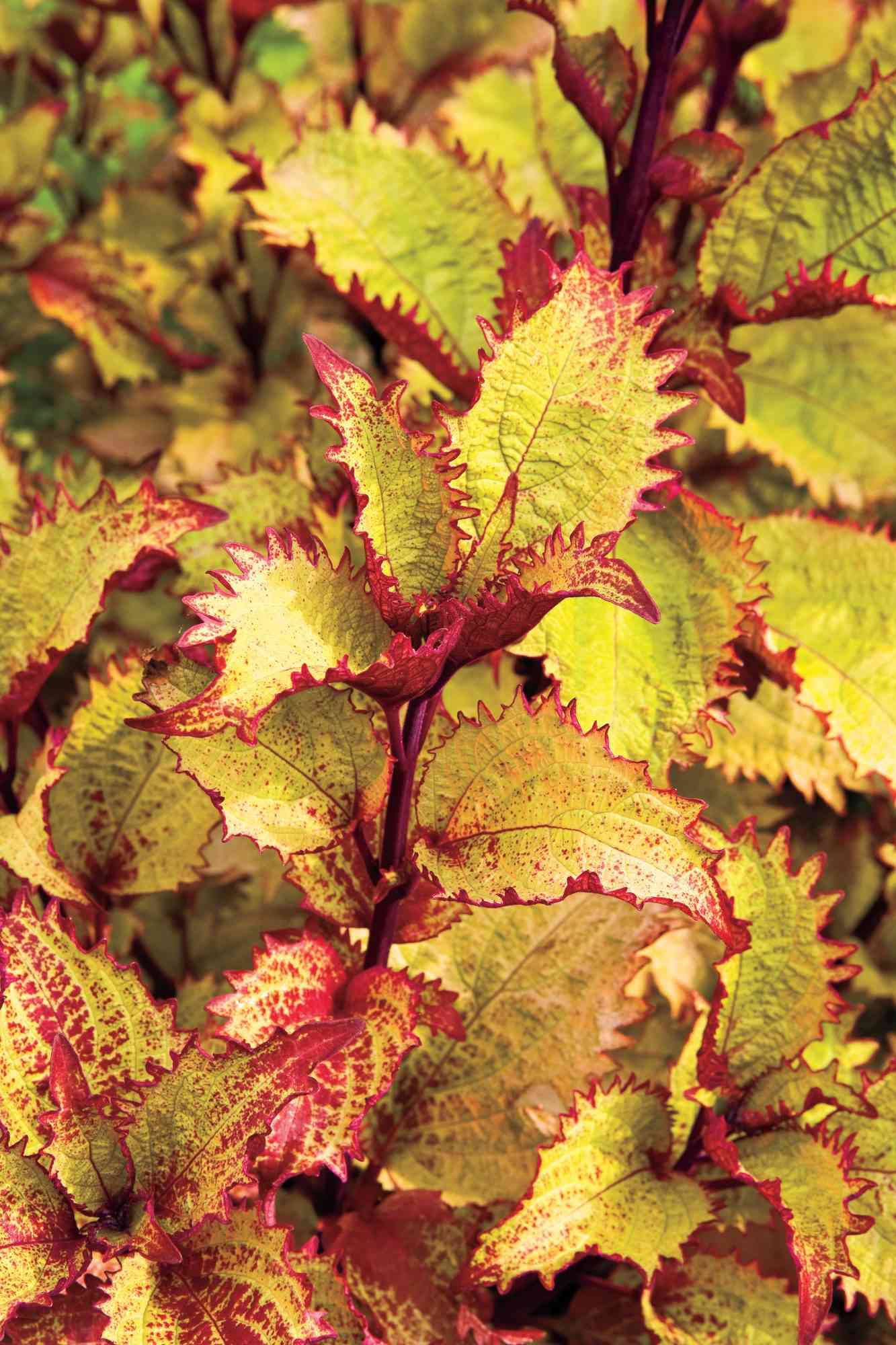 'Henna' Coleus