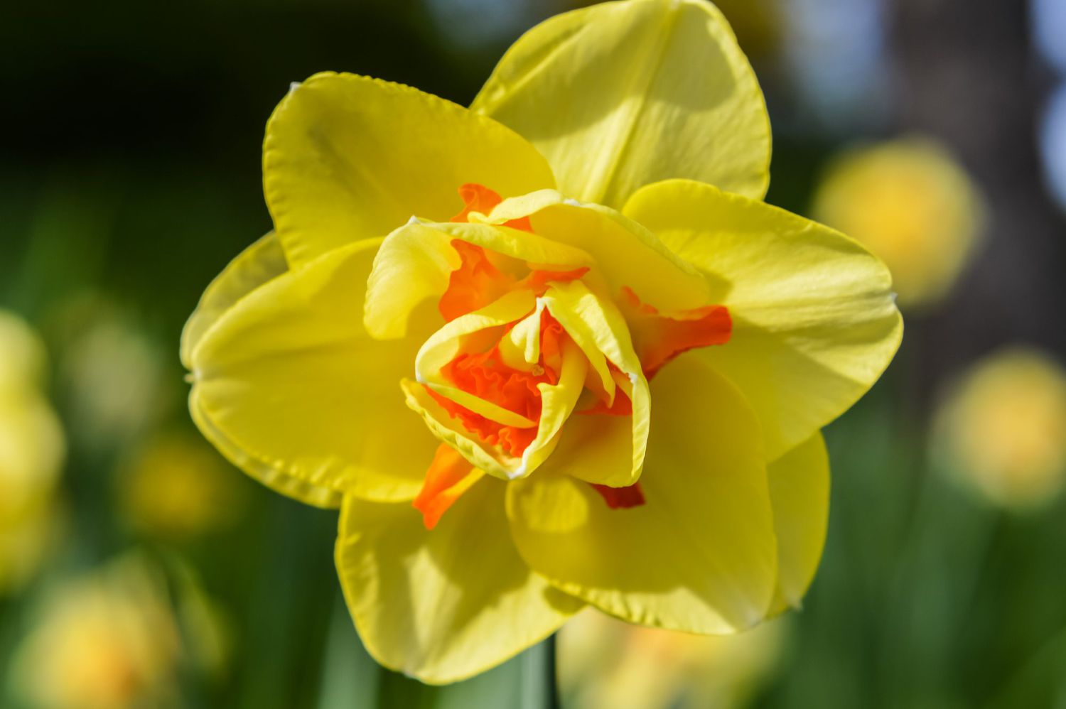 Narcissus 'Tahiti' påskelilje