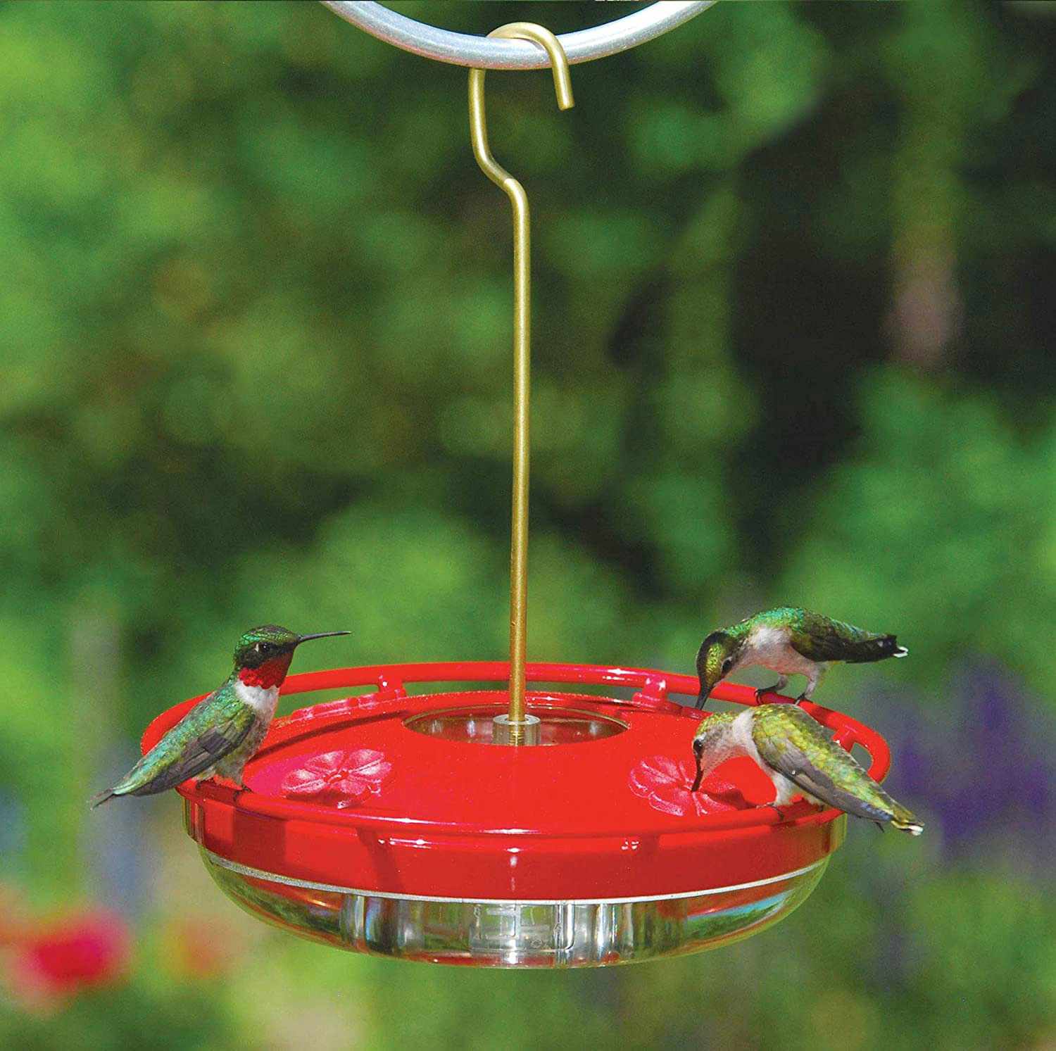 Best Hummingbird Feeder