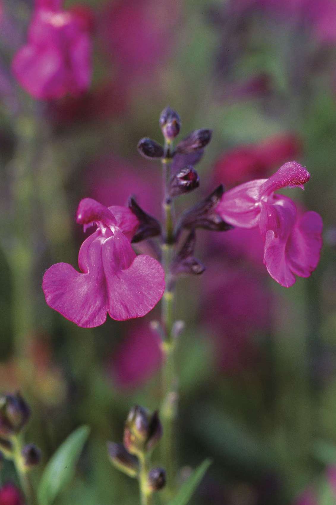 Høstsalvie (Salvia greggii)