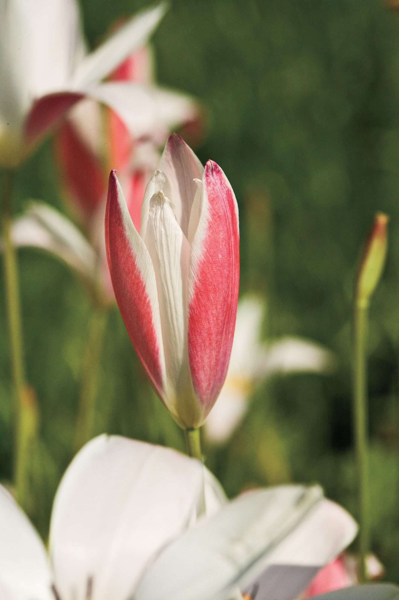 «Lady Jane» Tulip